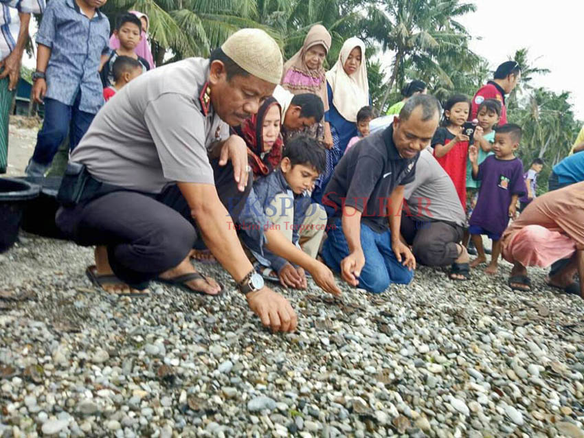 Lestarikan Populasi Laut, Wakapolres Majene Bersama Warga Lepas Ratusan Tukik