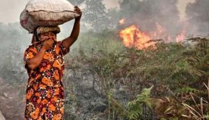 Musim Kemarau Meluas, BMKG: Waspada Potensi Kebakaran Hutan dan Lahan
