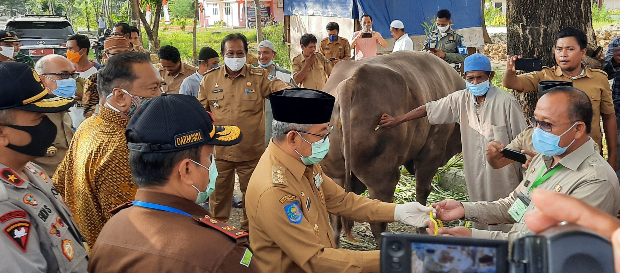 Gubernur Sulbar Serahkan Sapi Kurban Presiden ke Bupati Pasangkayu