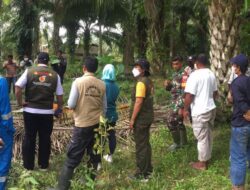 Virus Jembrana Menggila di Pasangkayu, Sapi Mati Bertambah, Fisiknya Mengerikan!