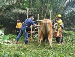 Vaksinasi Ternak Masih Tunggu Pendataan