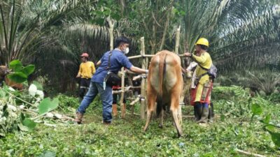 Vaksinasi Ternak Masih Tunggu Pendataan