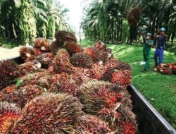 Inovasi Minyak Makan Merah Dapat Sejahterakan Petani Sawit