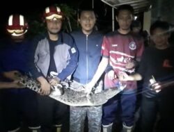 Geger, Buaya Masuk Kepemukiman Warga