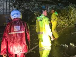 Pohon Tumbang Tutup Jalan Trans Sulawesi di Mamuju