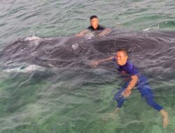 Heboh Ditemukan Seekor Paus Sperma Terdampar di Pesisir Pulau Karampuang Mamuju dalam Keadaan Mati