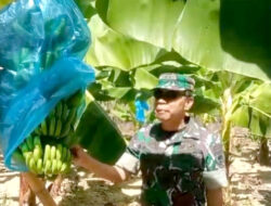 Program Cavendish Pj Bahtiar Berhasil, Petani Sulbar Segera Panen