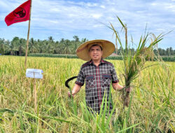 Agus Salurkan Bibit di Sulbar, Halim: Ini Bisa Membuat Petani Semakin Produktif