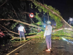 Pohon Tumbang Tutup Jalan Trans Sulawesi di Majene, Warga dan Polisi Gotong Royong Bersihkan Jalur