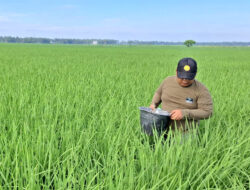 BRMP Sulbar Lanjutkan Pemupukan Tahap Kedua untuk Tingkatkan Kualitas Benih Padi