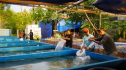 DKP Sulbar Salurkan Ribuan Bibit Ikan Nila, Dukung Ekonomi dan Perangi Stunting