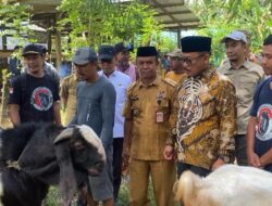 Gubernur Suhardi Duka Tinjau Bantuan Bibit Ternak Kambing di Polman