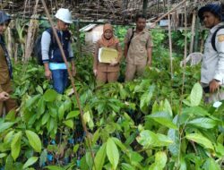 Pastikan Mutu Benih Kakao, Dinas Perkebunan Sulbar Lakukan Monitoring Penyaluran ke Kelompok Tani di Polman