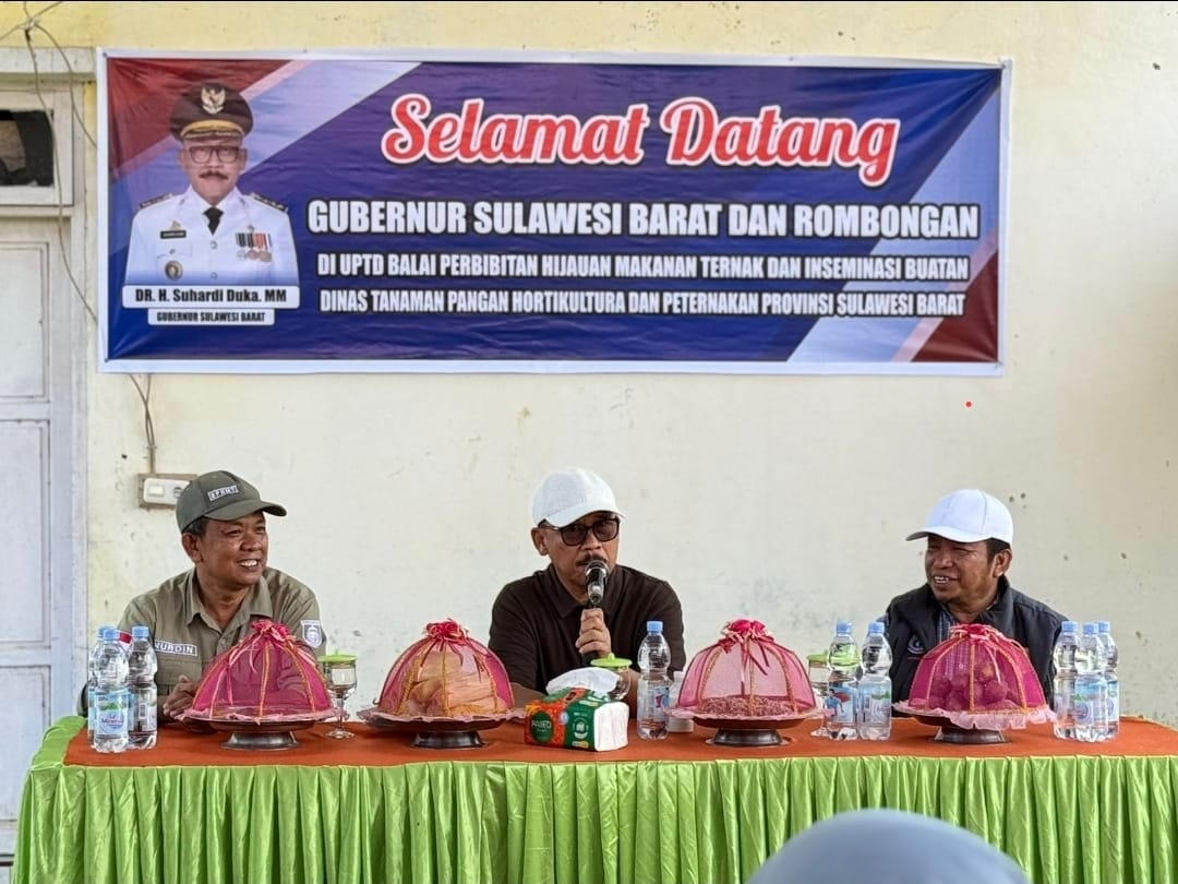 Tinjau Pengembangan Kambing di Kalukku, Gubernur Suhardi Duka Harapkan Sulbar Swasembada Bibit Kambing