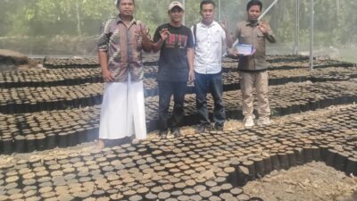Dukung Peremajaan Kakao dan Ketersediaan Benih di Sulbar, Disbun Identifikasi Kebun Masyarakat di Tiga Kabupaten