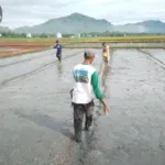 UPTD PSDA PUPR Sulbar Lakukan Tahap Persemaian: Pembukaan Irigasi Terjadwal untuk 200 Ha Sawah di Kecamatan Tapango
