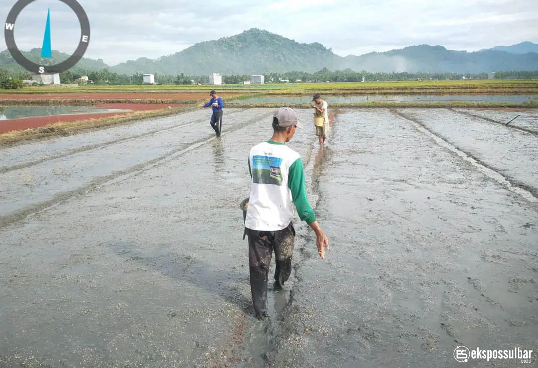 UPTD PSDA PUPR Sulbar Lakukan Tahap Persemaian: Pembukaan Irigasi Terjadwal untuk 200 Ha Sawah di Kecamatan Tapango