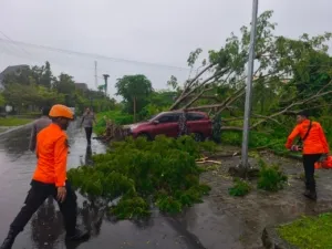 Regu 4 Posko Siaga Darurat BPBD Sulbar Respons Cepat Tangani Pohon Tumbang di Depan Kantor Dinas Perhubungan Sulbar