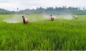 Petani Tommo Tersenyum, 7 Hektare Padi Terkendali dari Serangan Bercak Daun Cokelat