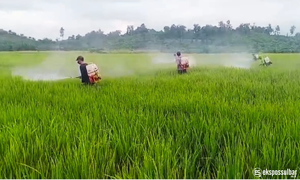 Petani Tommo Tersenyum, 7 Hektare Padi Terkendali dari Serangan Bercak Daun Cokelat