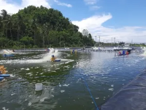 DKP Sulbar Minta Usaha Tambak Lengkapi Sertifikasi CBIB Demi Budidaya Udang Vaname yang Berkelanjutan