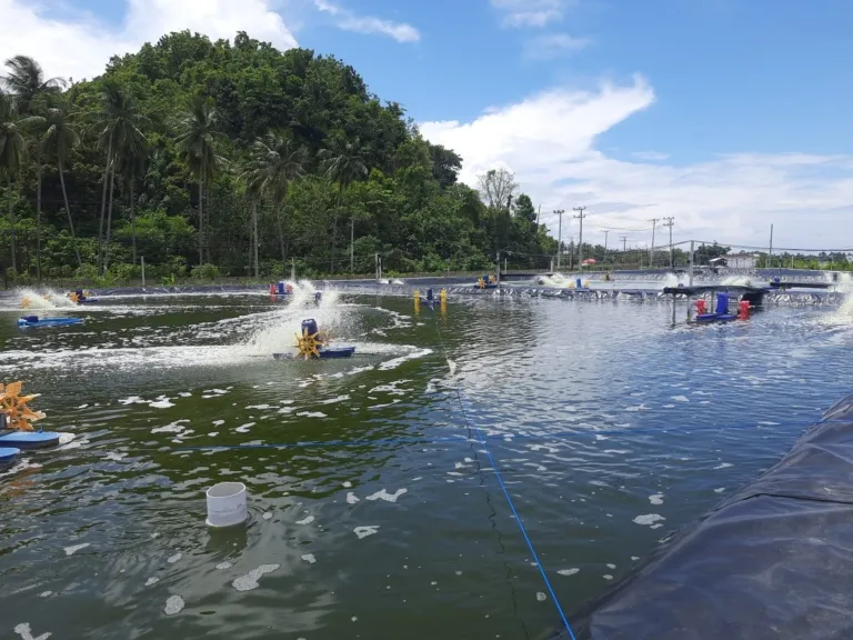 DKP Sulbar Minta Usaha Tambak Lengkapi Sertifikasi CBIB Demi Budidaya Udang Vaname yang Berkelanjutan