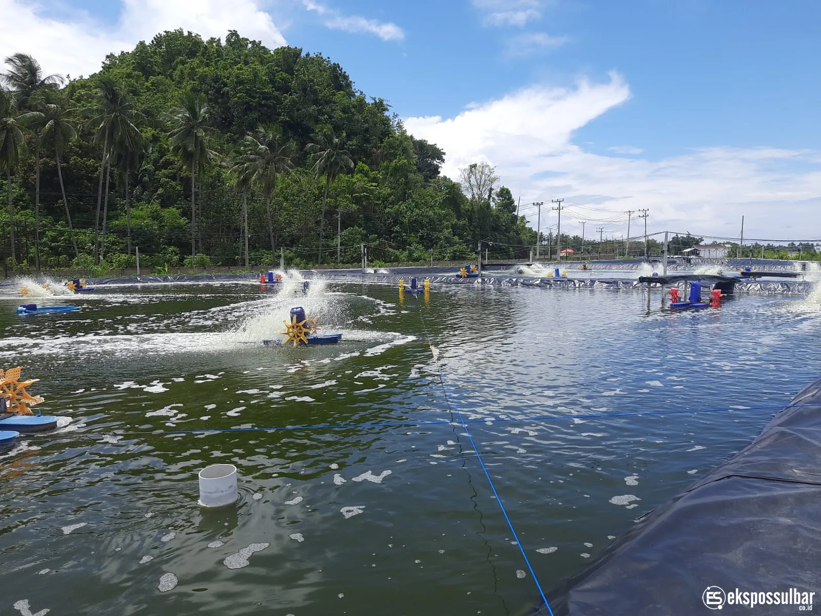 DKP Sulbar Minta Usaha Tambak Lengkapi Sertifikasi CBIB Demi Budidaya Udang Vaname yang Berkelanjutan