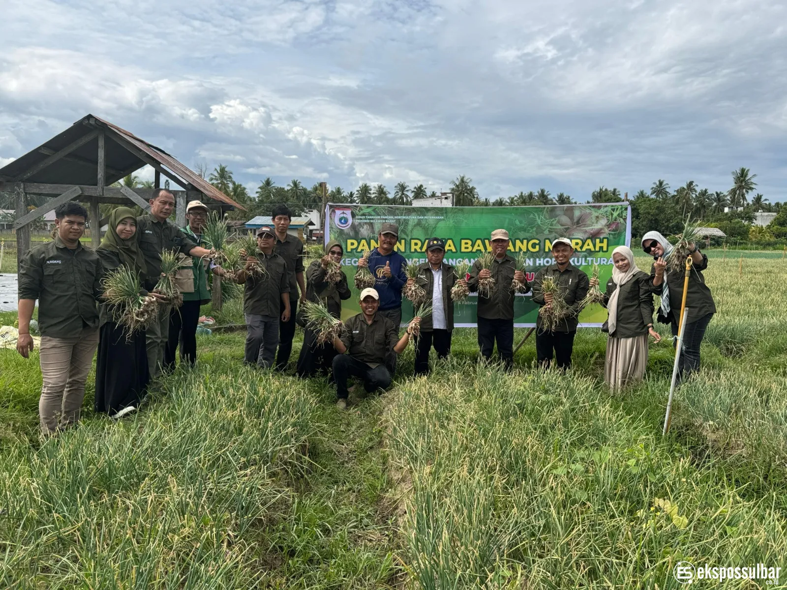 Panen Raya Bawang Merah di Kalukku, Bukti Nyata Keberhasilan Program Gubernur Sulbar