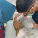 Steril Anabul untuk Kendalikan Populasi dan Cegah Penyakit di Sulbar