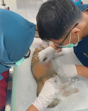 Steril Anabul untuk Kendalikan Populasi dan Cegah Penyakit di Sulbar