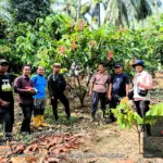 Perkuat Fondasi Perkebunan Sulbar, Pemerintah Percepat Penetapan Kebun Sumber Benih Kakao