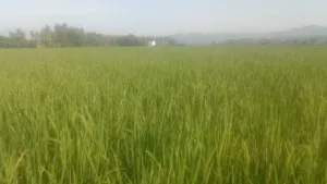 Pemeriksaan Fase Berbunga Padi Inpari 42 di BUMDes Panca Karya Tonrolima, Perkuat Komitmen Peningkatan Mutu Benih di Sulbar