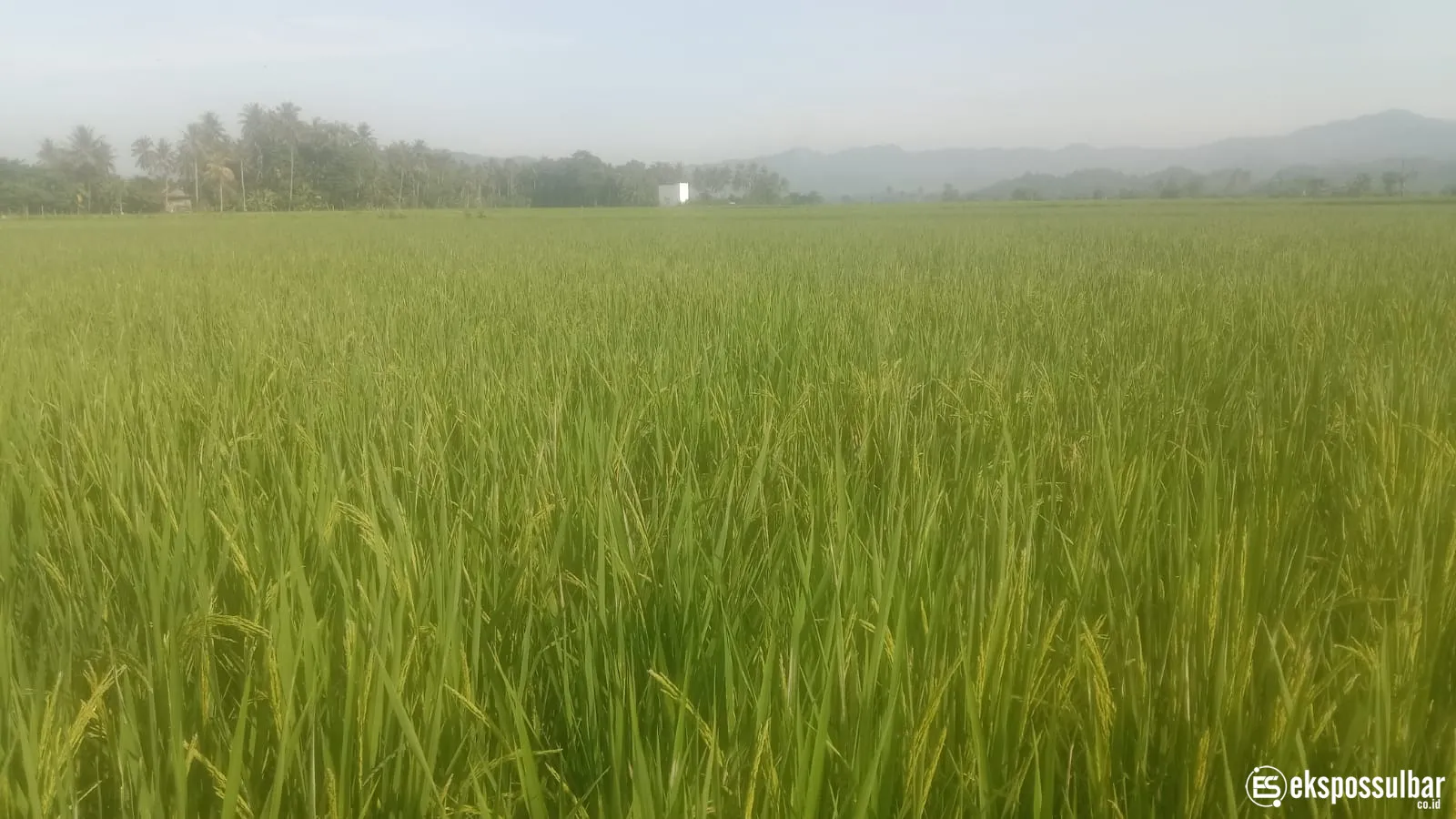 Pemeriksaan Fase Berbunga Padi Inpari 42 di BUMDes Panca Karya Tonrolima, Perkuat Komitmen Peningkatan Mutu Benih di Sulbar