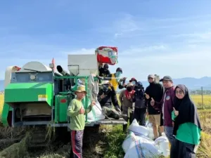 UPTD BBTPH Sulbar Mulai Panen Calon Benih Padi Inbrida Sawah di BBI Lantora, Targetkan 30 Ton Benih Berkualitas