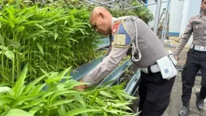 Panen Raya di Pekarangan Pangan Lestari Ditlantas, Hasilnya Dibagikan ke Pengendara Tertib Secara Gratis