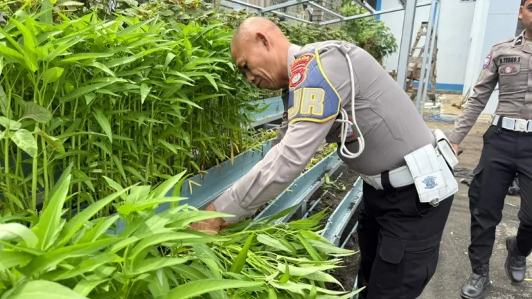 Panen Raya di Pekarangan Pangan Lestari Ditlantas, Hasilnya Dibagikan ke Pengendara Tertib Secara Gratis