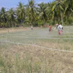 Tanggap Darurat Serangan Ulat Grayak, DTPHP Sulbar Laksanakan Gerdal OPT pada Lahan Bawang Merah di Polman