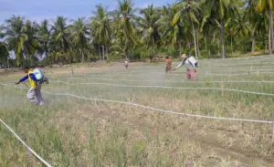 Tanggap Darurat Serangan Ulat Grayak, DTPHP Sulbar Laksanakan Gerdal OPT pada Lahan Bawang Merah di Polman