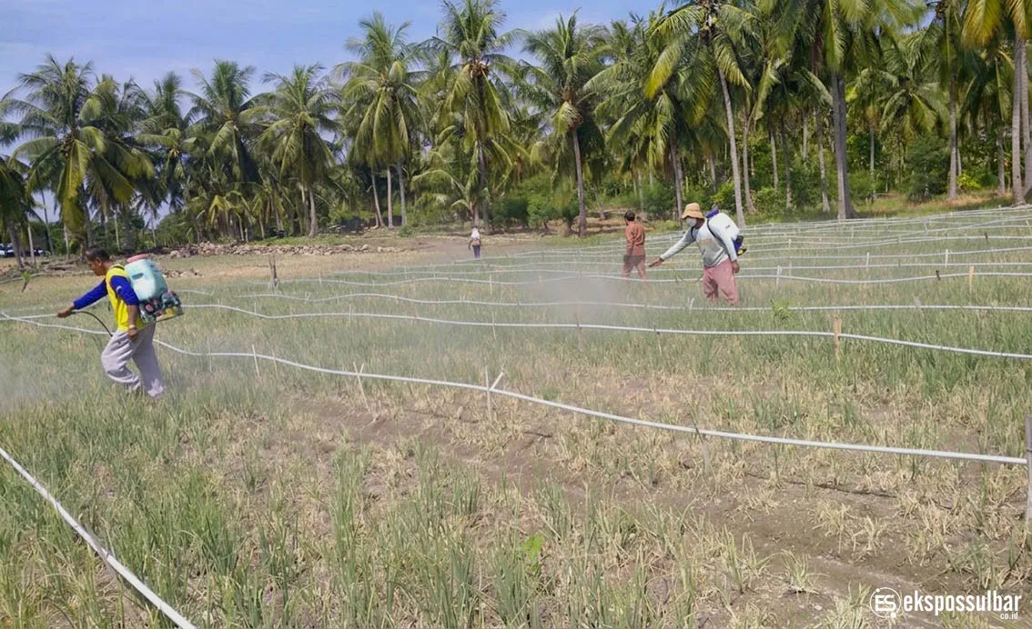 Tanggap Darurat Serangan Ulat Grayak, DTPHP Sulbar Laksanakan Gerdal OPT pada Lahan Bawang Merah di Polman