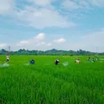 Jaga Produksi Tetap Optimal, UPTD BPTPH DTPHP Sulbar Lakukan GERDAL Penggerek Batang Padi Seluas 12 Hektare