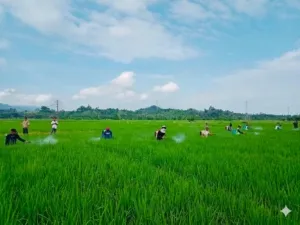 Jaga Produksi Tetap Optimal, UPTD BPTPH DTPHP Sulbar Lakukan GERDAL Penggerek Batang Padi Seluas 12 Hektare