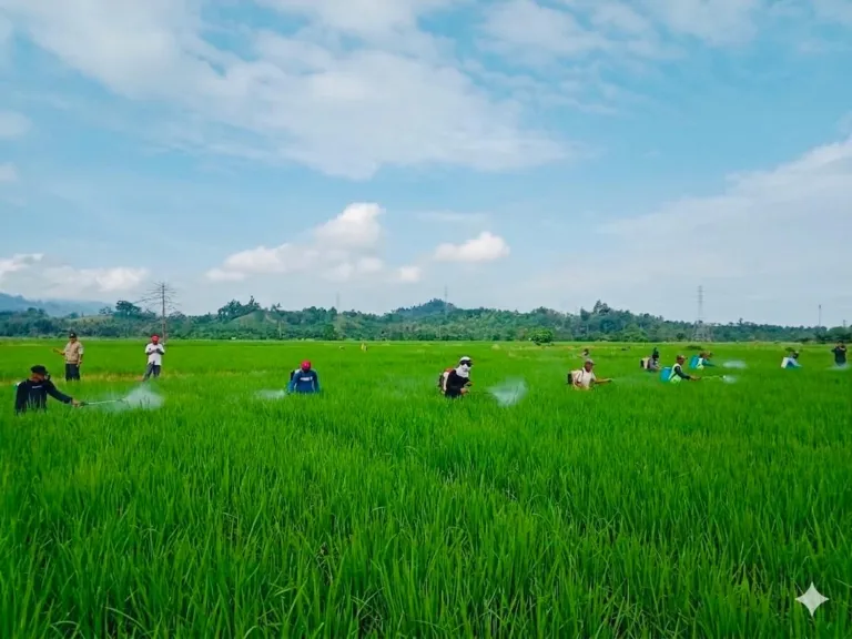 Jaga Produksi Tetap Optimal, UPTD BPTPH DTPHP Sulbar Lakukan GERDAL Penggerek Batang Padi Seluas 12 Hektare