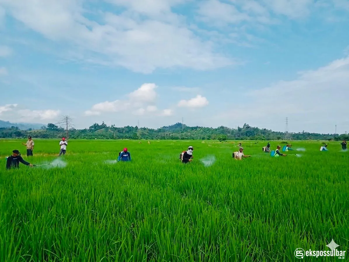 Jaga Produksi Tetap Optimal, UPTD BPTPH DTPHP Sulbar Lakukan GERDAL Penggerek Batang Padi Seluas 12 Hektare