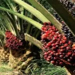Harga TBS Kelapa Sawit Produksi Pekebun Mitra Periode April 2026 Sebesar Rp 3.370,33 Per Kilogram