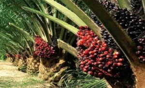Harga TBS Kelapa Sawit Produksi Pekebun Mitra Periode April 2026 Sebesar Rp 3.370,33 Per Kilogram
