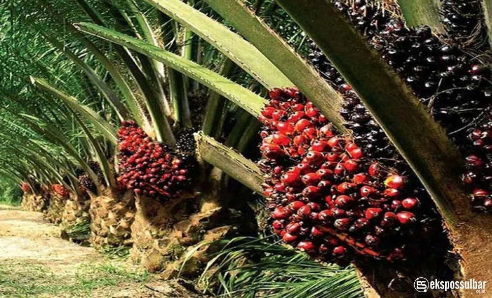 Harga TBS Kelapa Sawit Produksi Pekebun Mitra Periode April 2026 Sebesar Rp 3.370,33 Per Kilogram