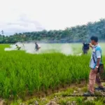 Gerakan Pencegahan OPT di Tommo, Pemprov Sulbar Perkuat Perlindungan Tanaman Padi