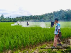 Gerakan Pencegahan OPT di Tommo, Pemprov Sulbar Perkuat Perlindungan Tanaman Padi