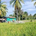 Cegah Penyebaran Tungro, DTPHP Sulbar Gelar Gerdal OPT pada Tanaman Padi Seluas 2 Hektare di Desa Bonda