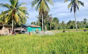 Cegah Penyebaran Tungro, DTPHP Sulbar Gelar Gerdal OPT pada Tanaman Padi Seluas 2 Hektare di Desa Bonda